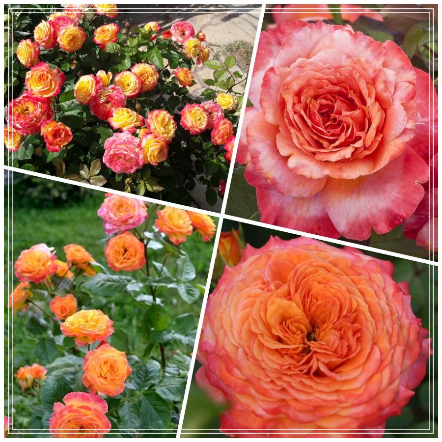 Meteor róża rabatowa